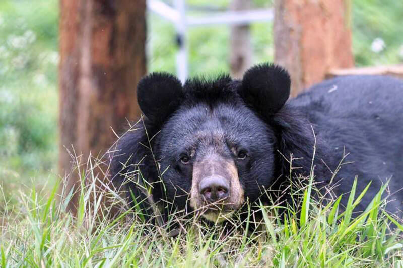 Bear Sanctuar in Ninh Binh - ideal spot for students in school trip to Vietnam