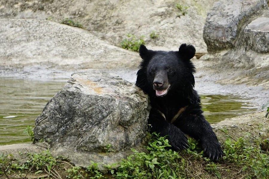 Bear Sanctuary Ninh Binh - Vietnam School Trip