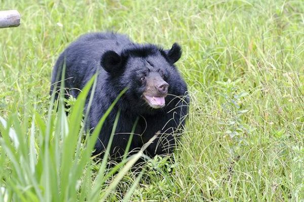 Bear Sancturary, Ninh Binh - Vietnam school trips