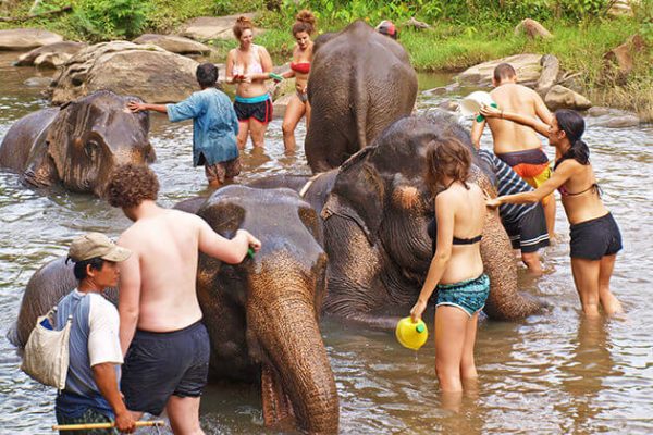 Chiang-Mai-Elephant-Camp