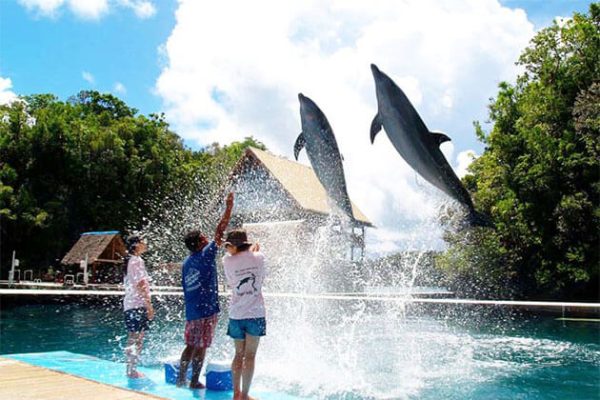 Dolphins Discovery in Taiwan Student Tour