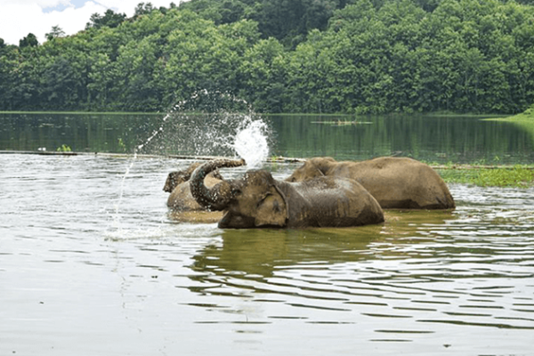 Elephant-Conservation-Centre- Laos school trips