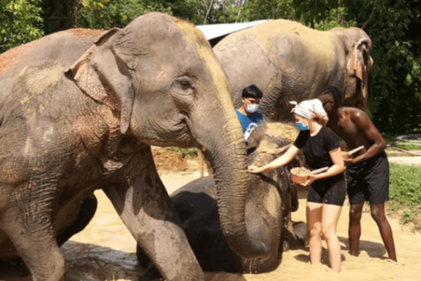 Elephant bathing in Thailand Student Tour