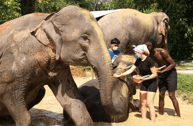 Elephant bathing in Thailand Student Tour