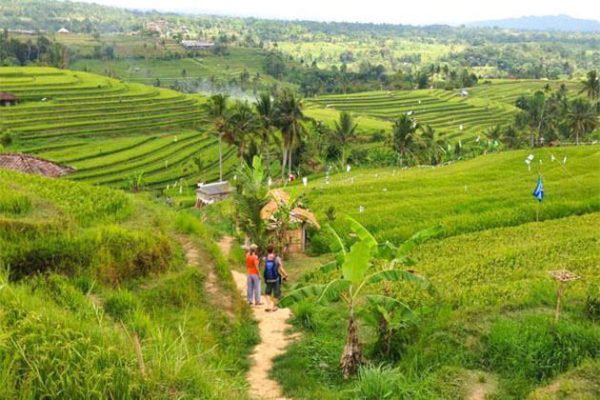 Longji Rice Terraced Fields in Pingan Village