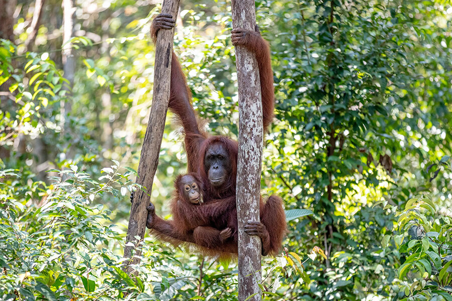 Orangutan Rehabilitation Centers - Indonesia School Trips