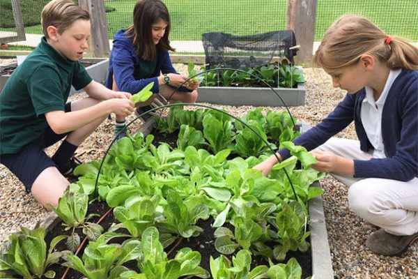 Students plant vegetable in Guilin - China school trips