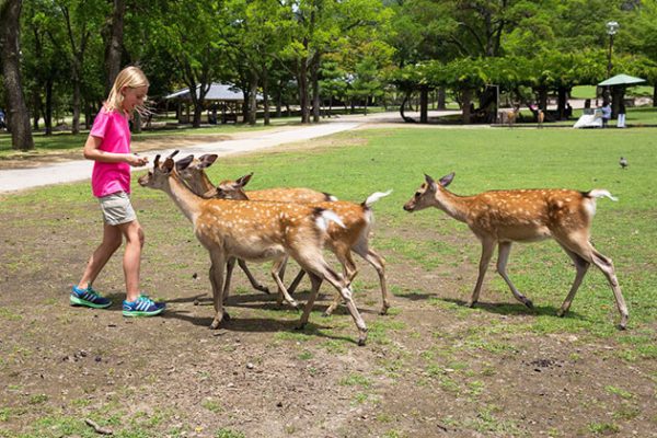 Students visit Nara Deer Park Japan