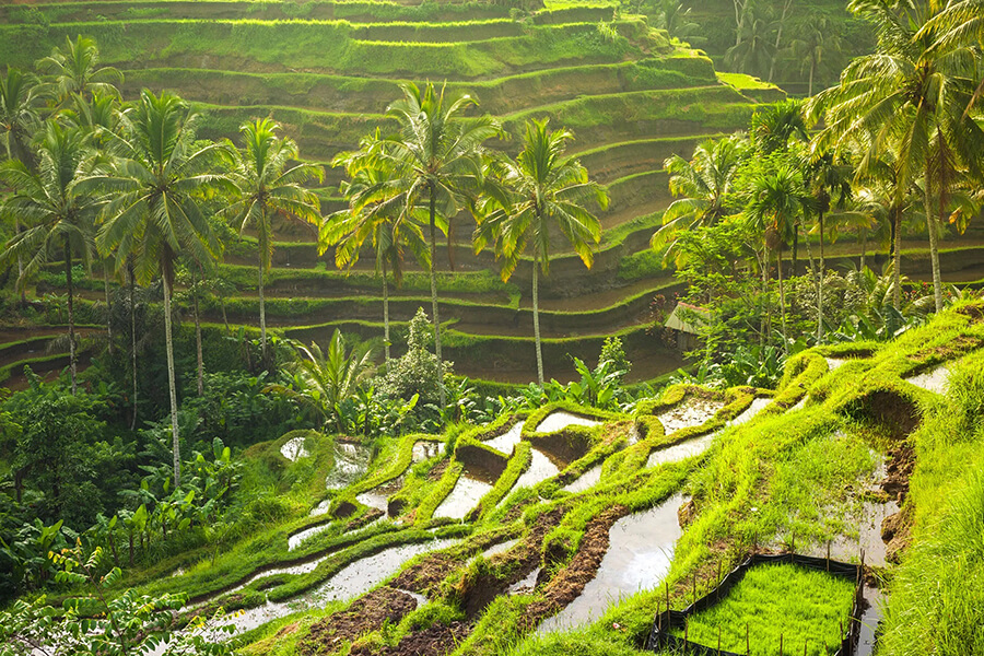 Tegalalang Rice Terrace - Indonesia School Trips