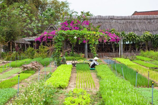 Tra Que Village - Vietnam School Trip