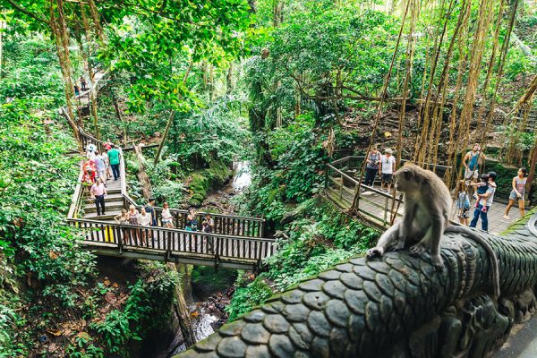 Ubud Monkey Forest Sanctuary - Indonesia School Trips