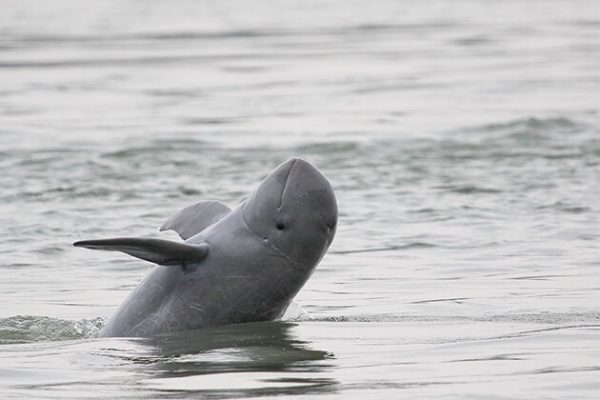 dolphin at Don Det - Laos school trips