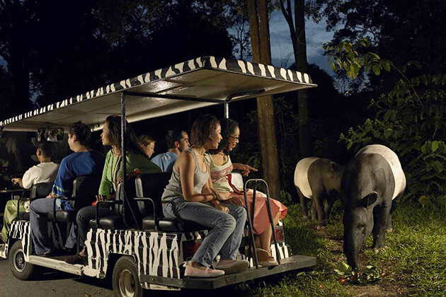 Night safari from Singapore school trips