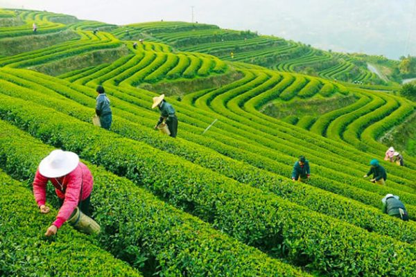 Meijiawu Tea Village - China school tour package