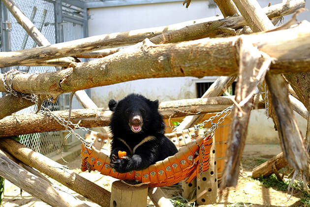 Bear Sancturary - Vietnam school trips