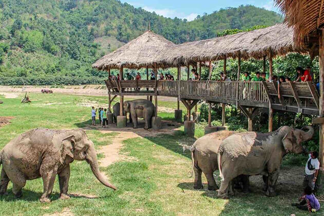 Top 3 Must-visit Elephant Sanctuaries Thailand Tours - School Trips